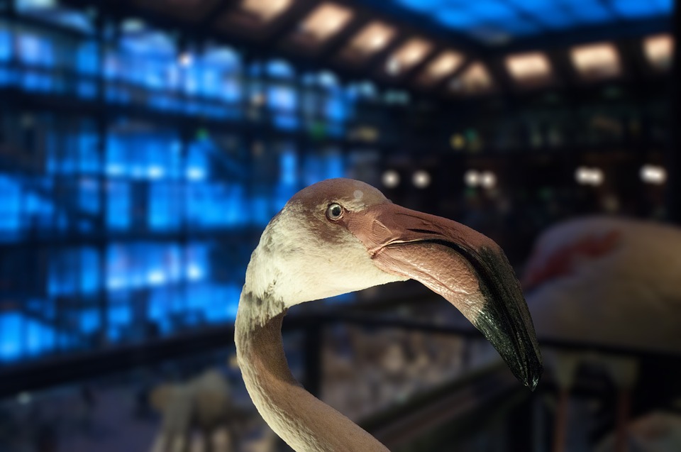 <img src="ana.jpg" alt="ana flamingo natural history museum"> 