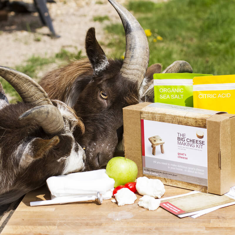 <img src="ana.jpg" alt="ana goats cheese making kit ">