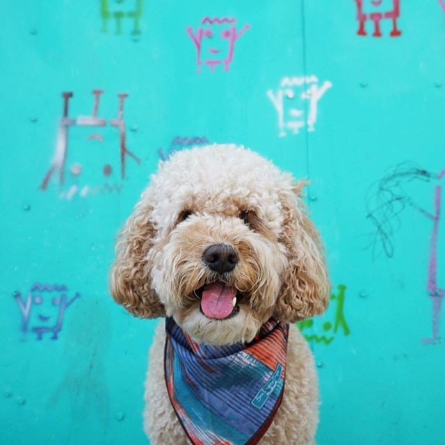 <img src="ana.jpg" alt="ana dog and street art"> 