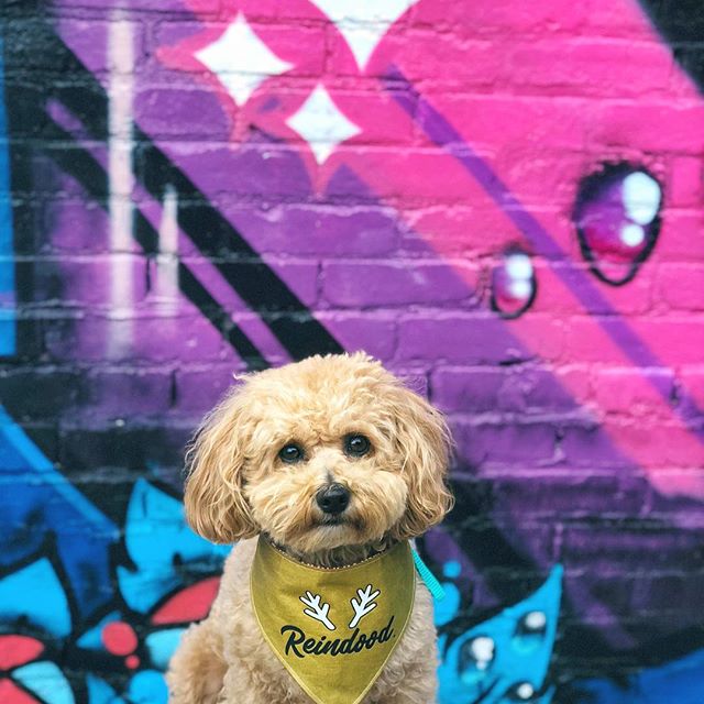 <img src="ana.jpg" alt="ana puppy with colourful street art"> 
