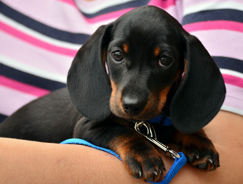 <img src="ana.jpg" alt="ana baby dachshund puppy international animal rights day "> 