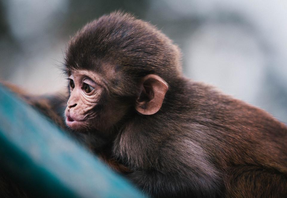 <img src="ana.jpg" alt="ana baby monkey internal animal rights day"> 