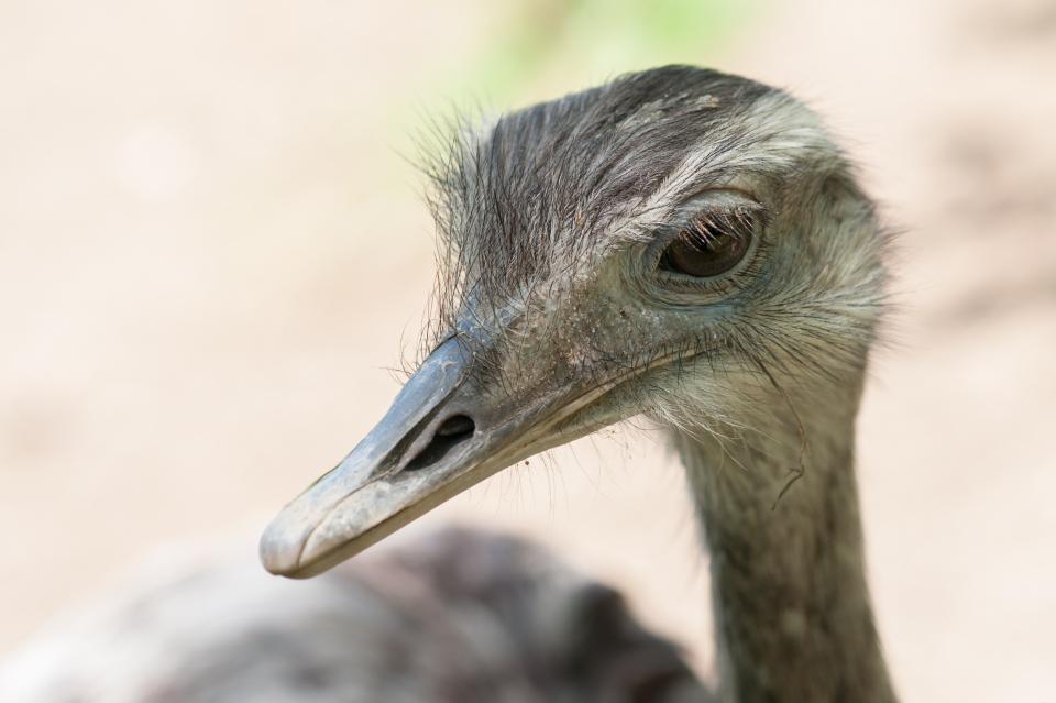 <img src="ana.jpg" alt="ana baby ostrich in nature"> 