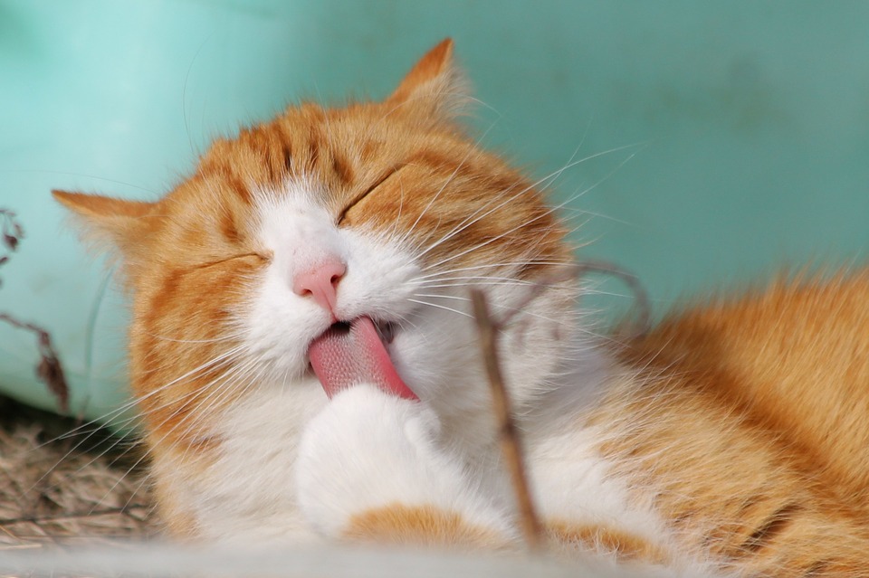 <img src="ana.jpg" alt="ana ginger tom cat international animal rights day"> 