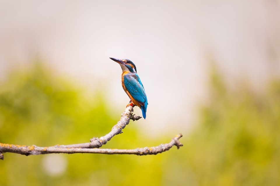 <img src="ana.jpg" alt="ana kingfisher bird in nature"> 