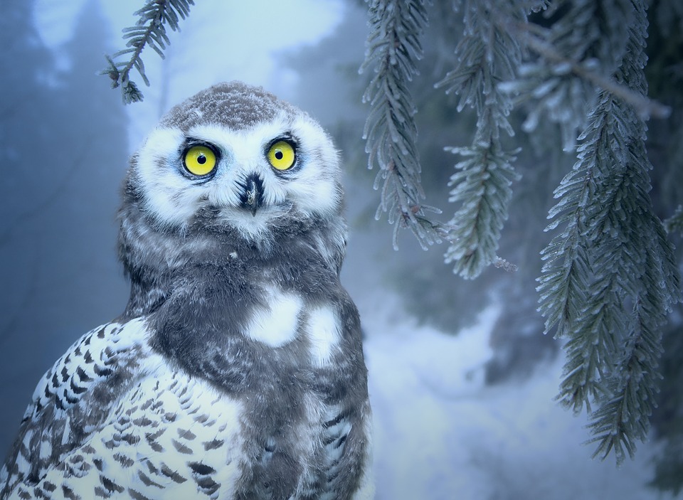 <img src="ana.jpg" alt="ana snow owl escaping the city"> 