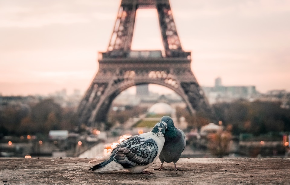 <img src="ana.jpg" alt="ana pigeons in paris escaping the big city"> 