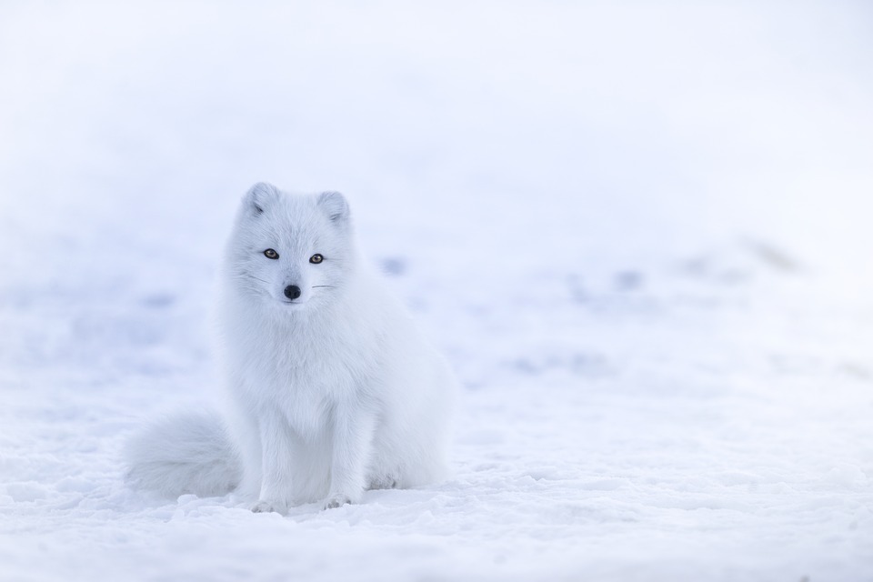 <img src="ana.jpg" alt="ana arctic fox playing in the snow iceland for first timers"> 