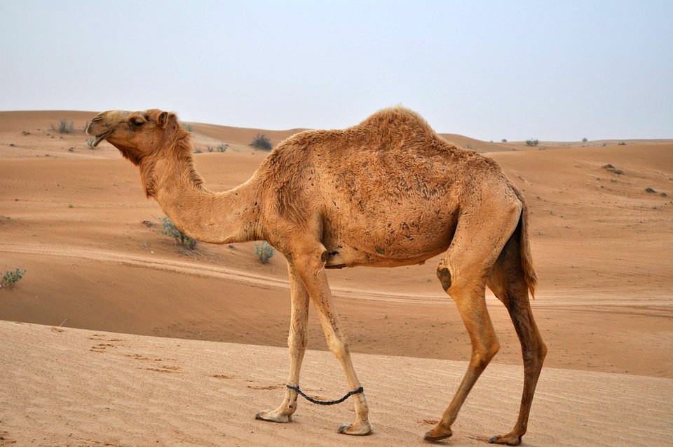 <img src="ana.jpg" alt="ana camel in the desert holiday in dubai"/> 