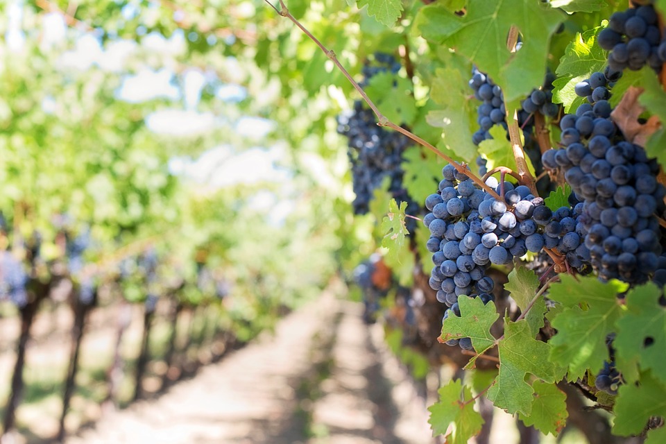 <img src="ana.jpg" alt="ana grapes vineyard store your wine"/> 