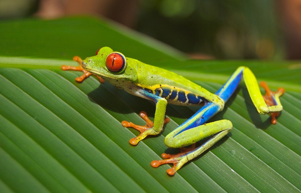 <img src="ana.jpg" alt="ana green and blue frog on leaf"/> 