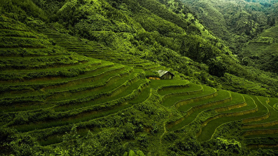 <img src="ana.jpg" alt="ana rice fields vietnam"/> 