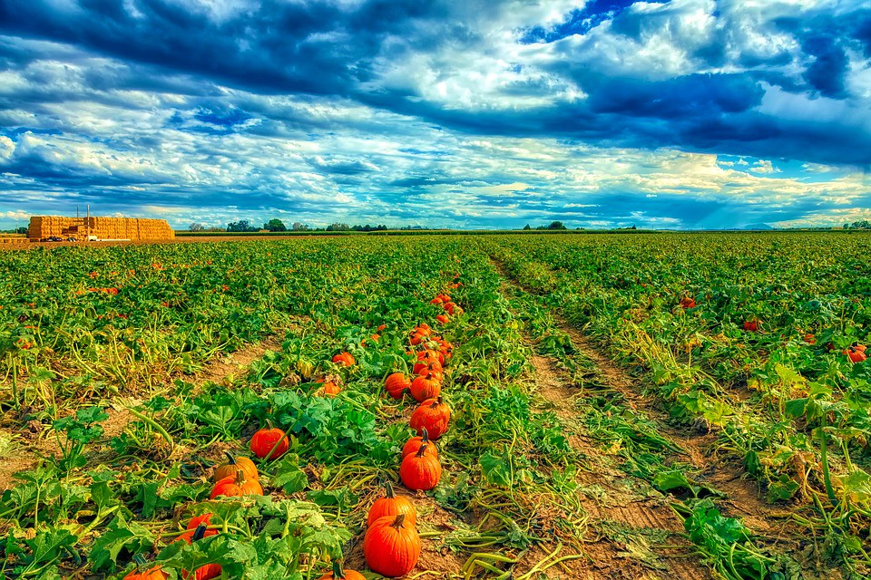 <img src="ana.jpg" alt="ana pumpkin patch farm autumn"/> 