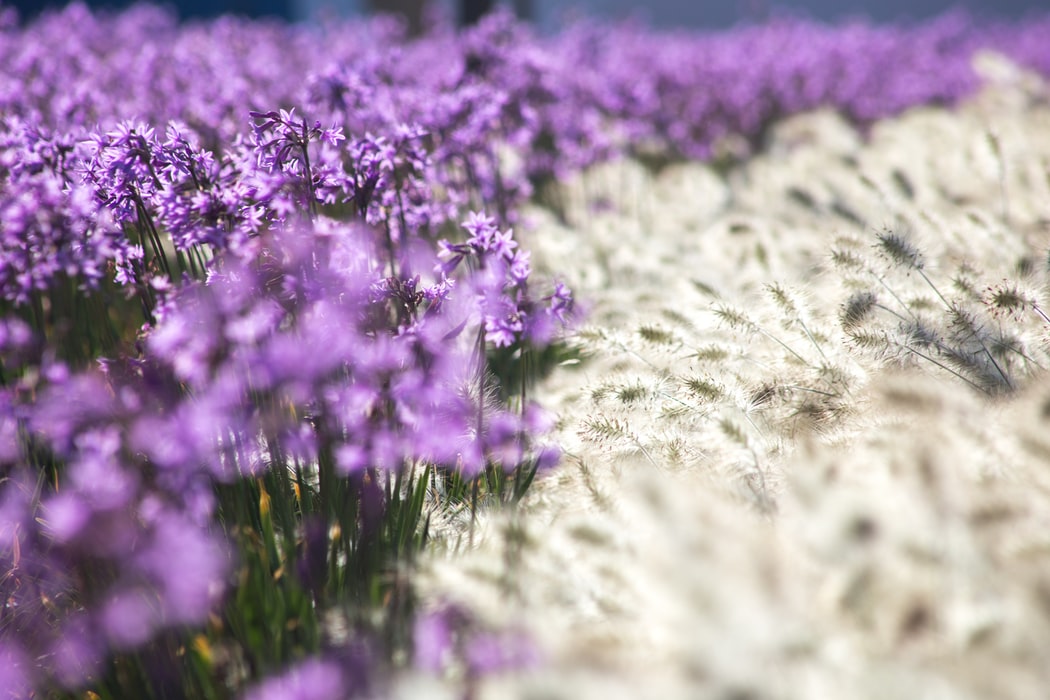 <img src="ana.jpg" alt="ana blurred lavender field"/> 