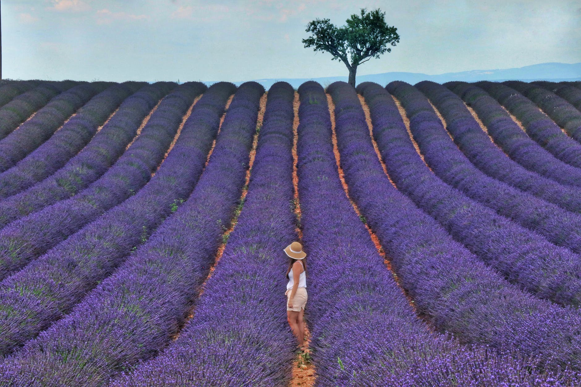 <img src="ana.jpg" alt="ana lavender field"/> 