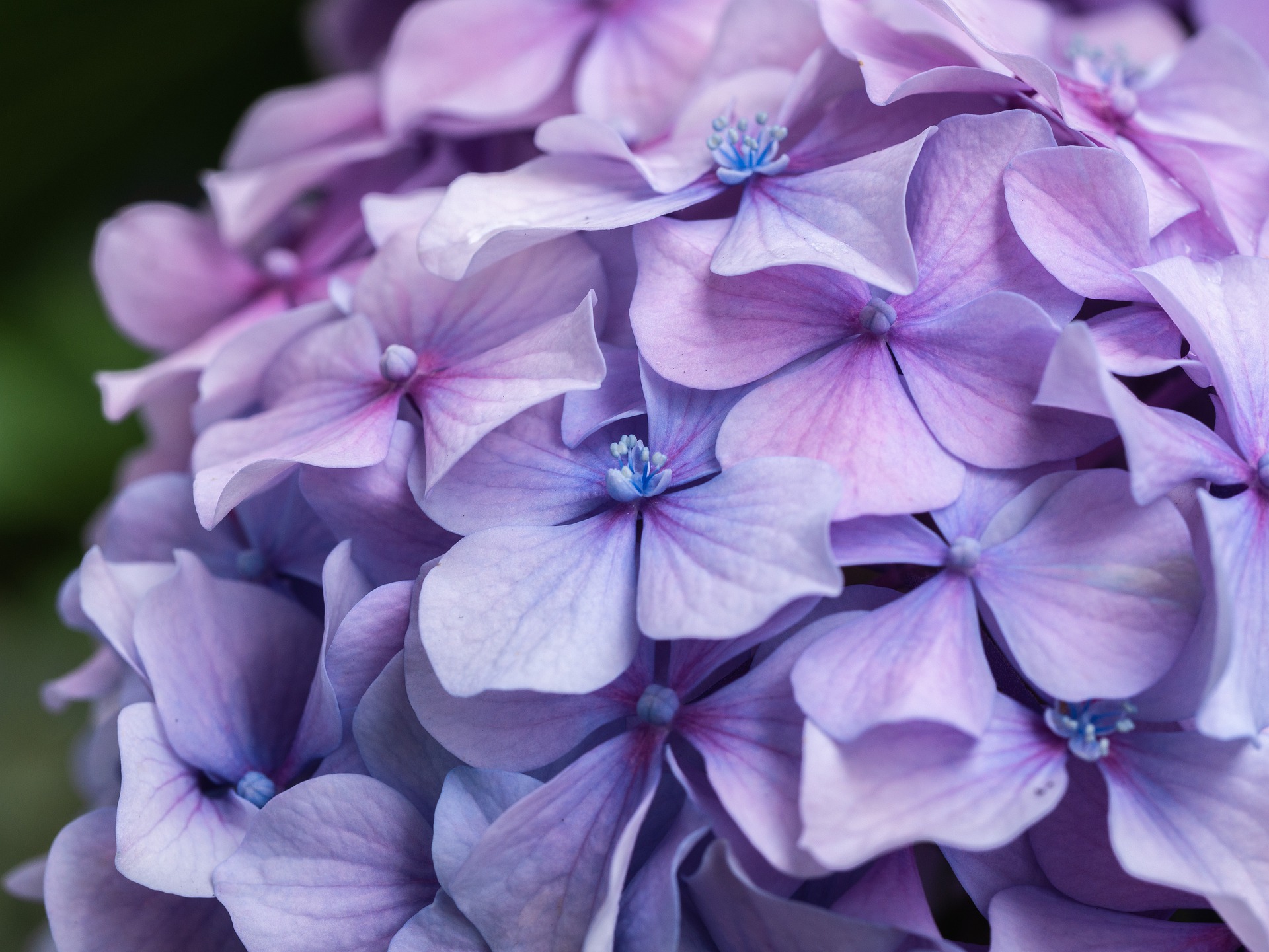 <img src="ana.jpg" alt="ana purple flowers for a beautiful angel"/> 