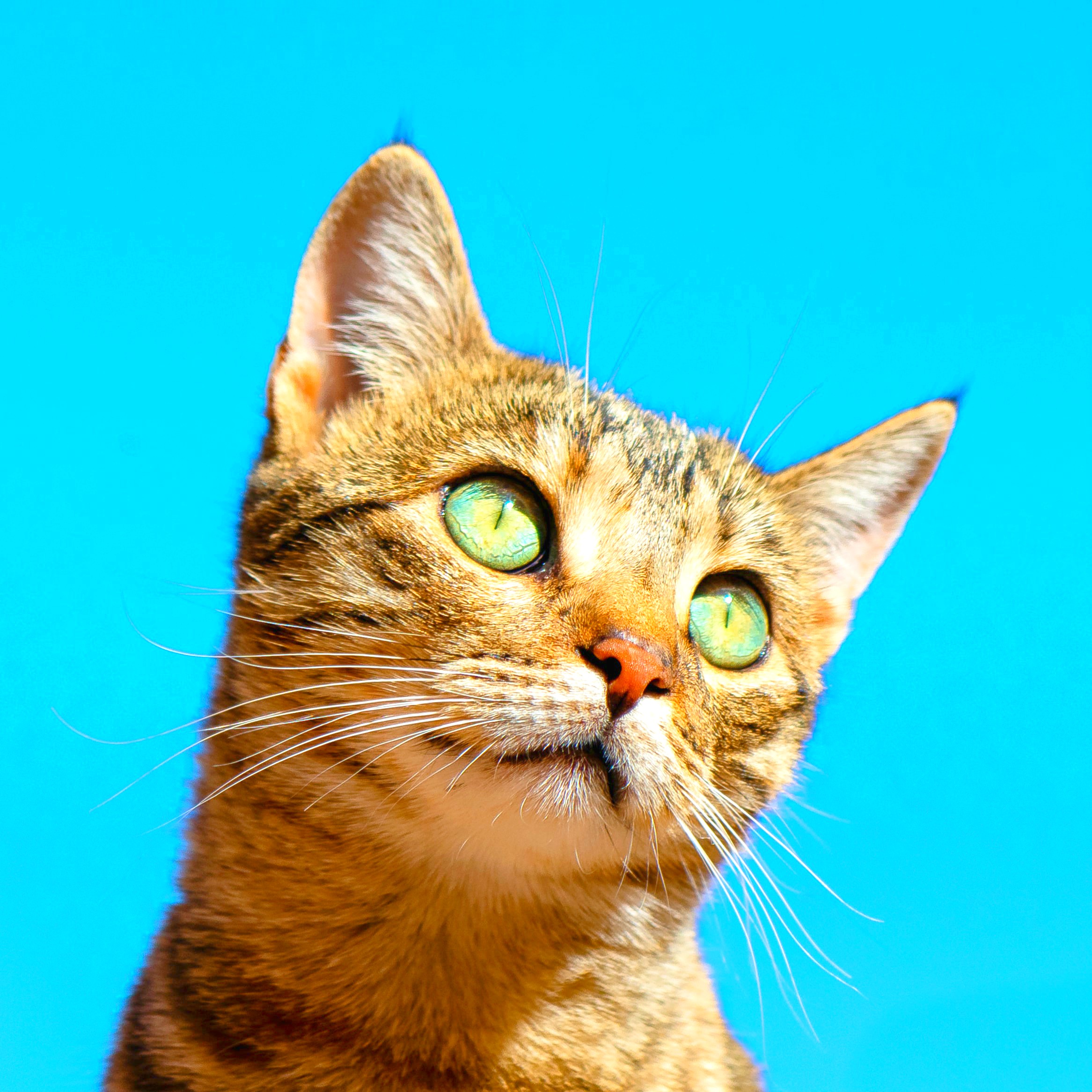 <img src="cat.jpg" alt="cat blue sky why pets can boost your mental health"/> 