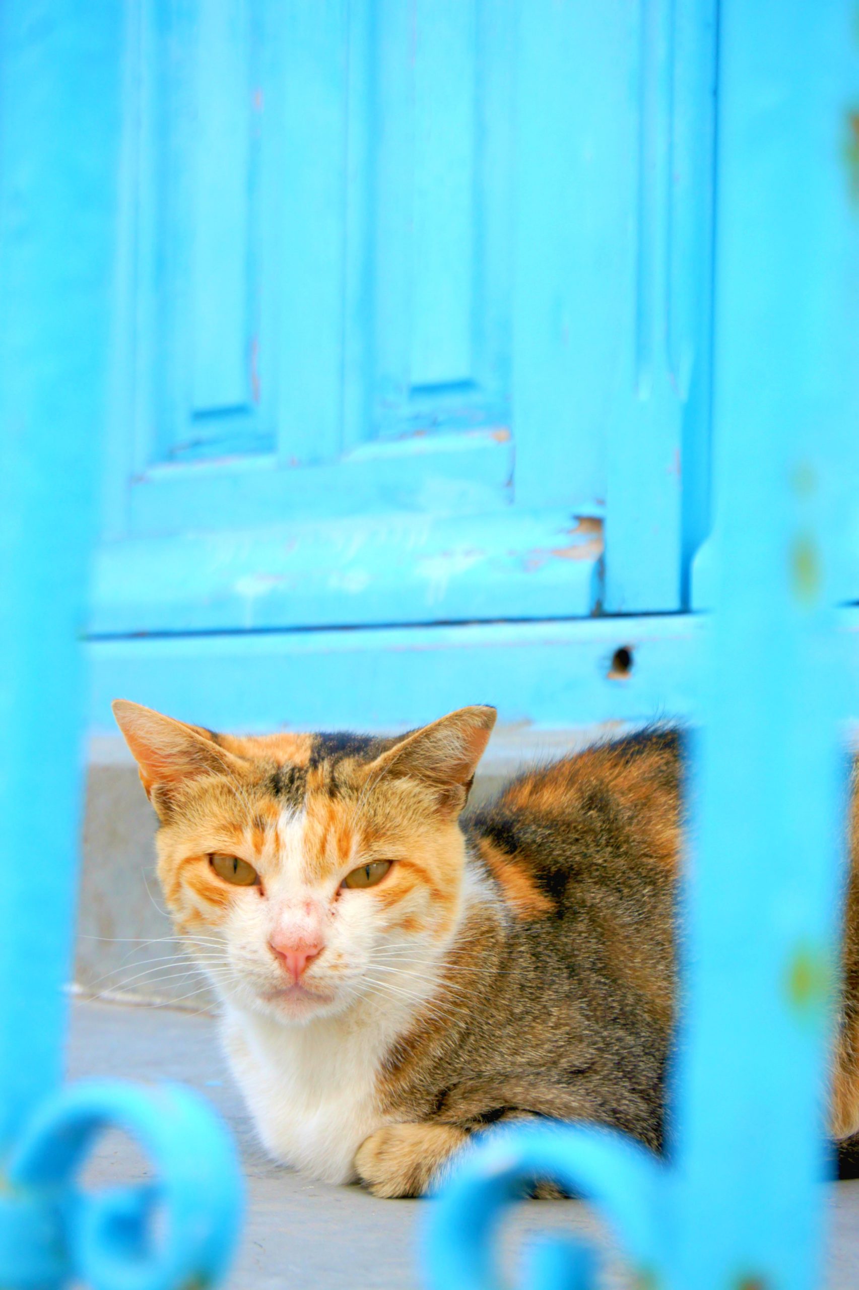 <img src="cat.jpg" alt="cat sitting by blue gate"/> 