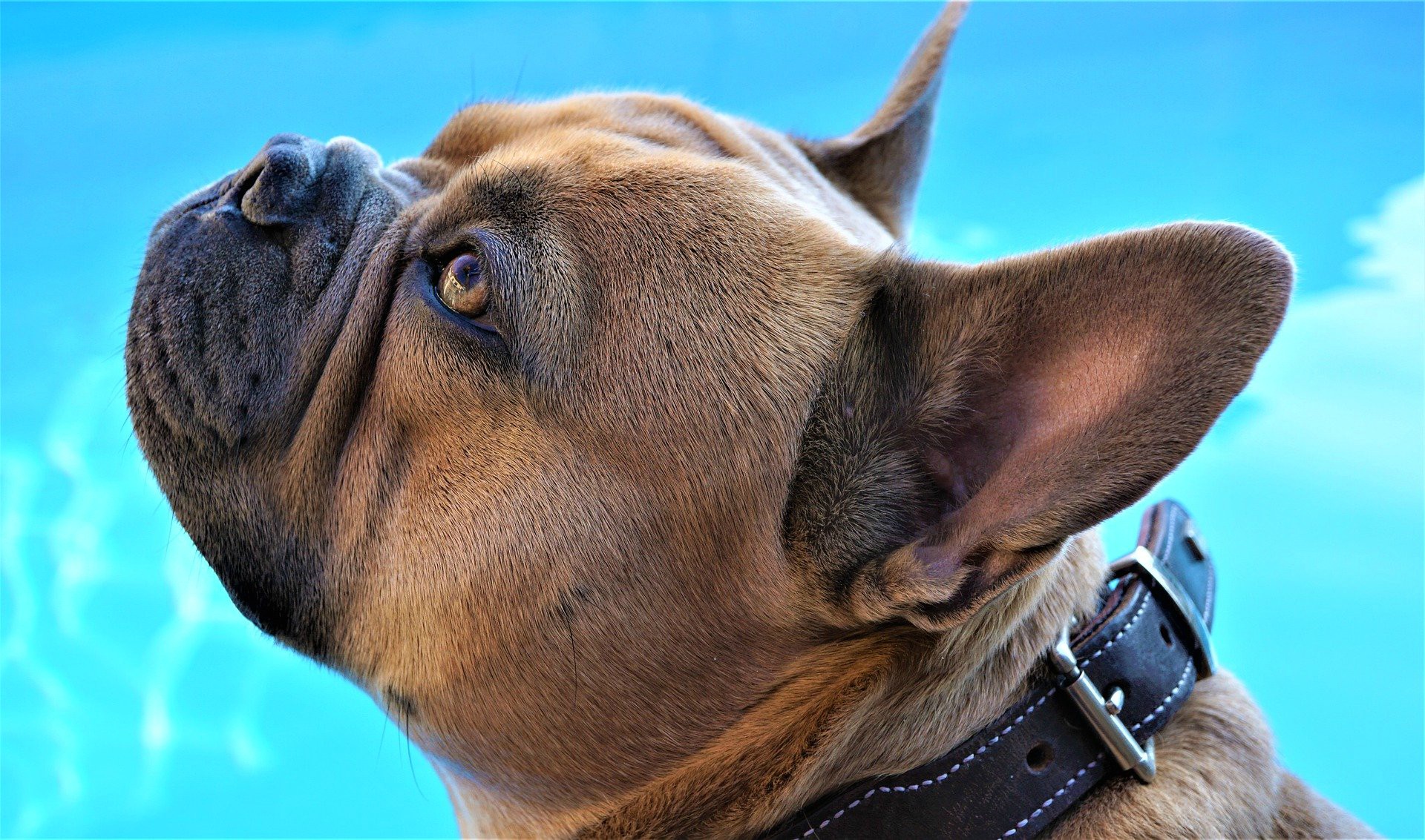 <img src="bulldog.jpg" bulldog how pets can boost your mental health"/> 