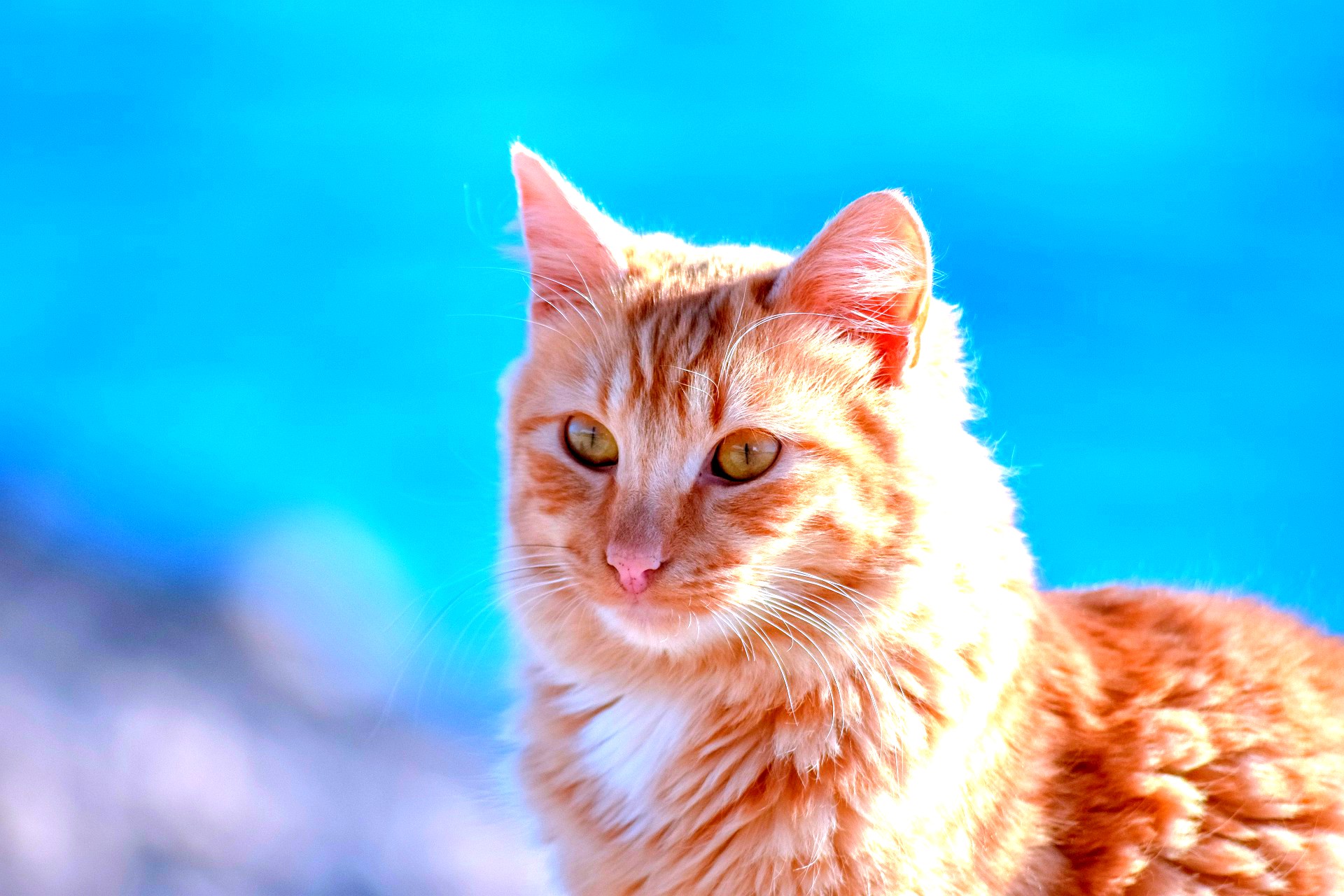 <img src="cat.jpg" alt="ginger cat how pets can boost your mental health"/> 