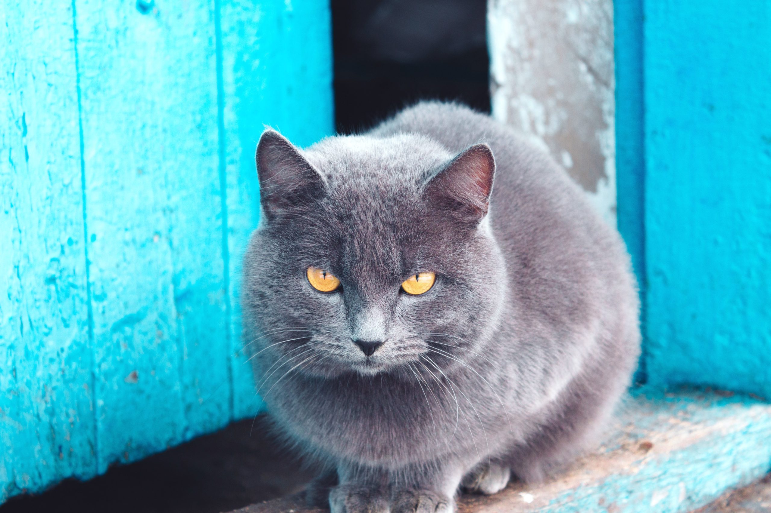 <img src="blue cat.jpg" alt="blue cat with yellow eyes"/> 