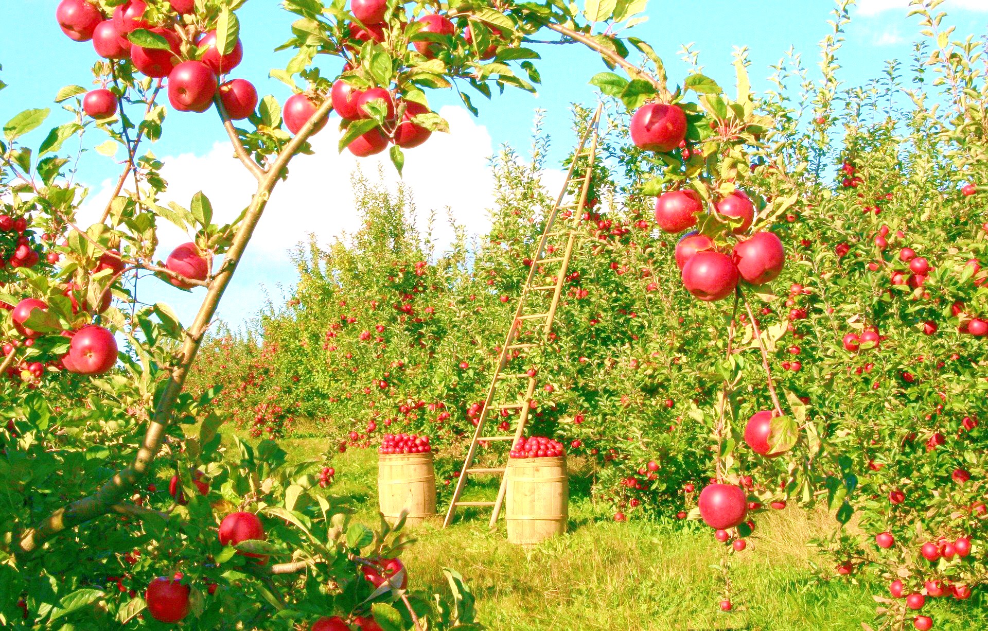 <img src="apple.jpg" alt="apple orchard landscape/> 