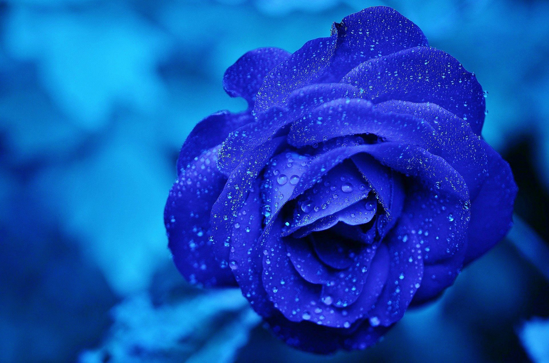 <img src="blue rose.jpg" alt="blue rose against blue background"/> 