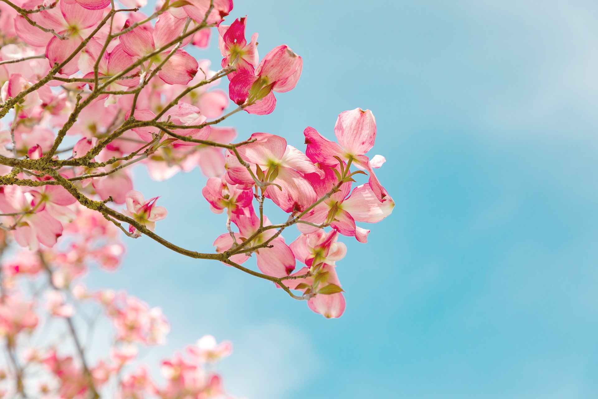 <img src="cherry.jpg" alt="cherry pink blossom tree"/> 