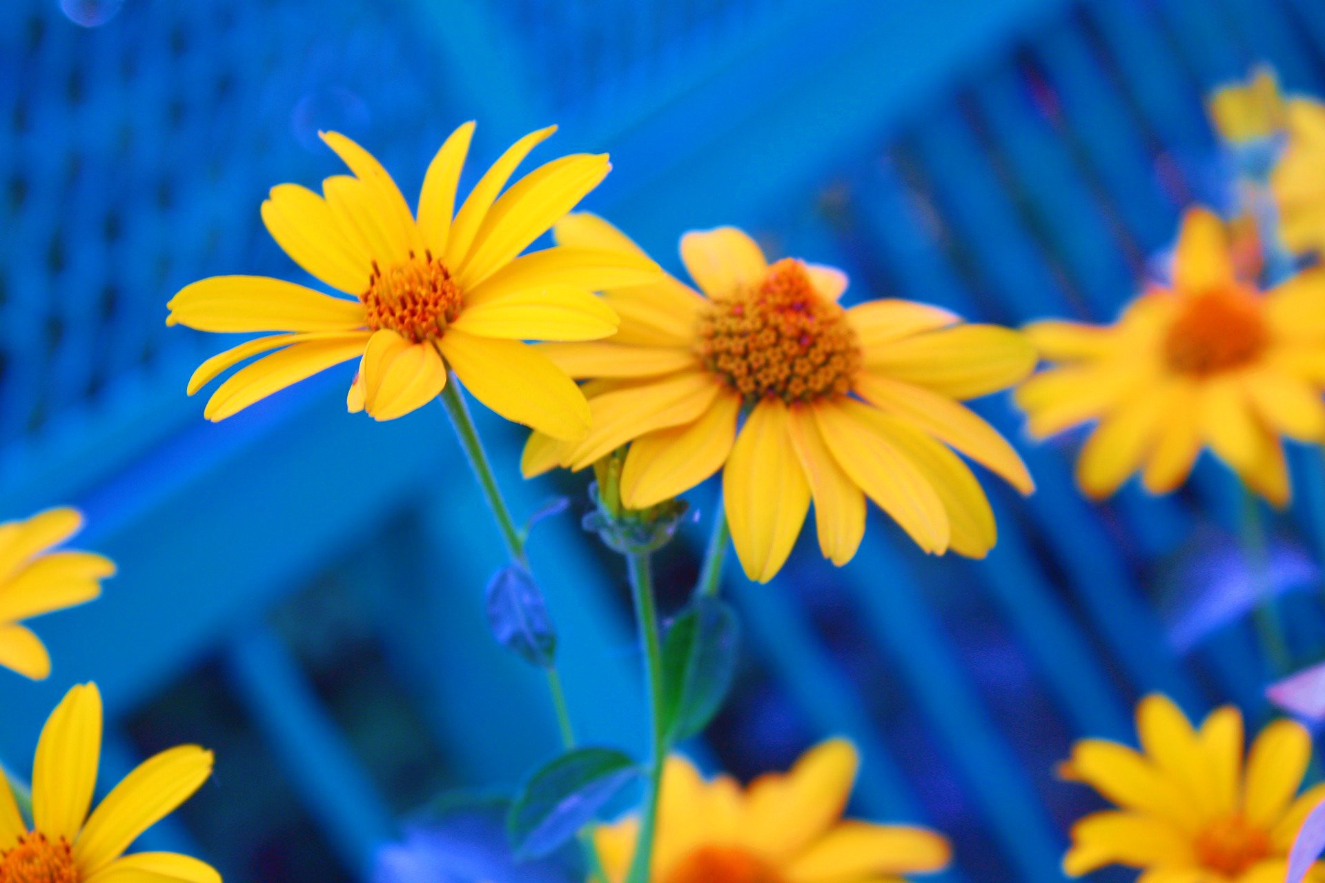 <img src="yellow.jpg" alt="yellow sunflowers how to add colour to your garden"/> 