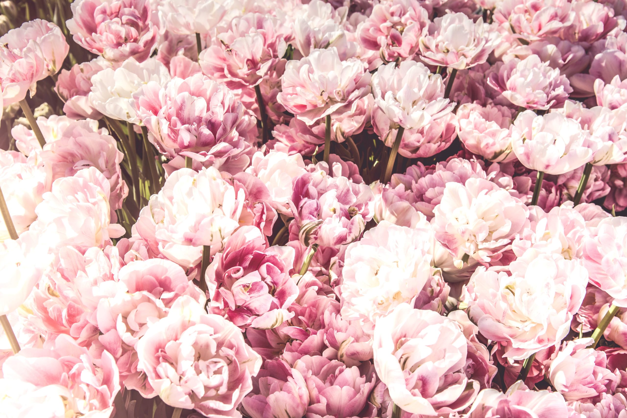 <img src="pink.jpg" alt="pink flowers collection"/> 