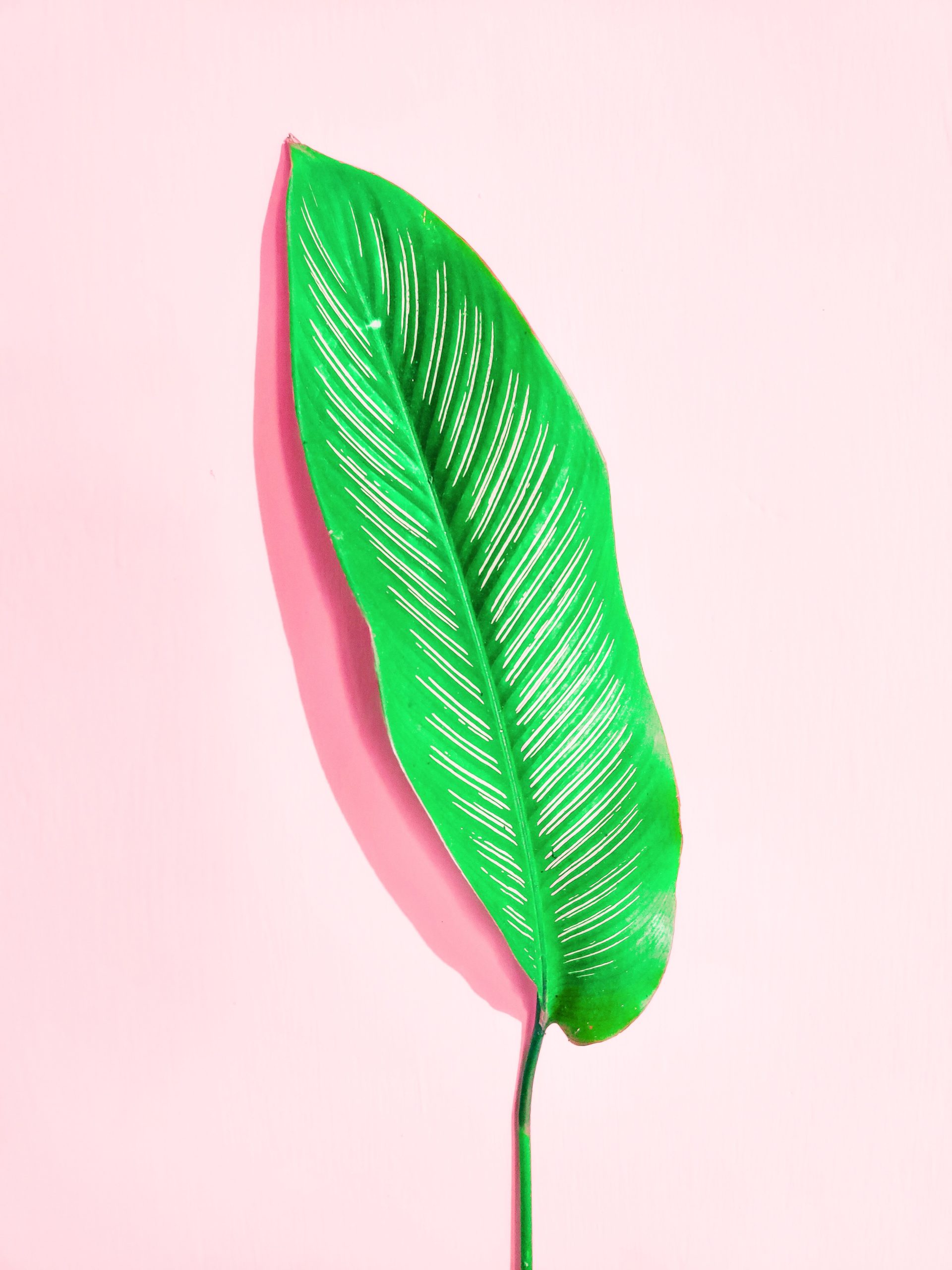 <img src="palm.jpg" alt="palm leaf on pink background"/> 