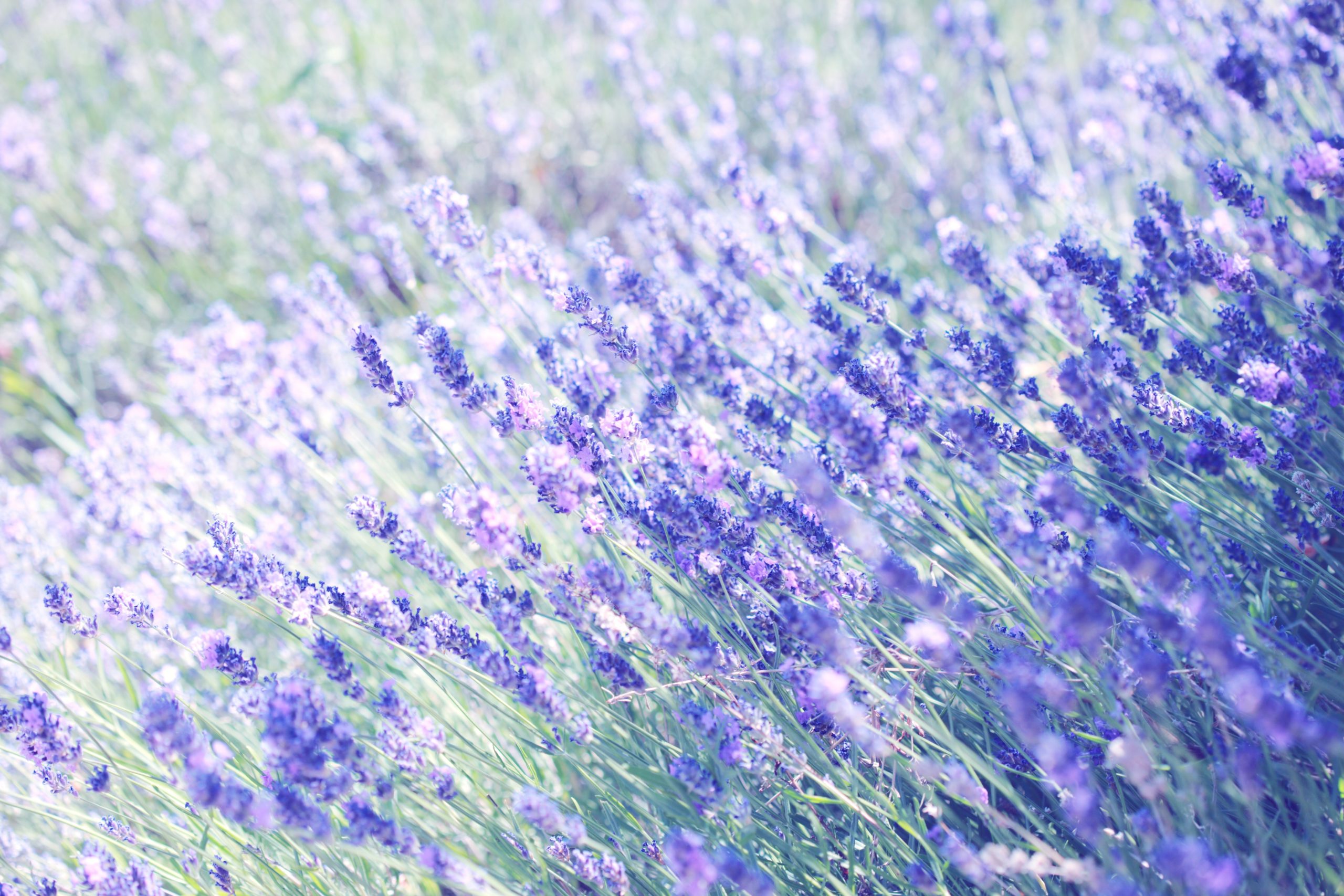 <img src="purple.jpg" alt="purple lavender field close up"/> 