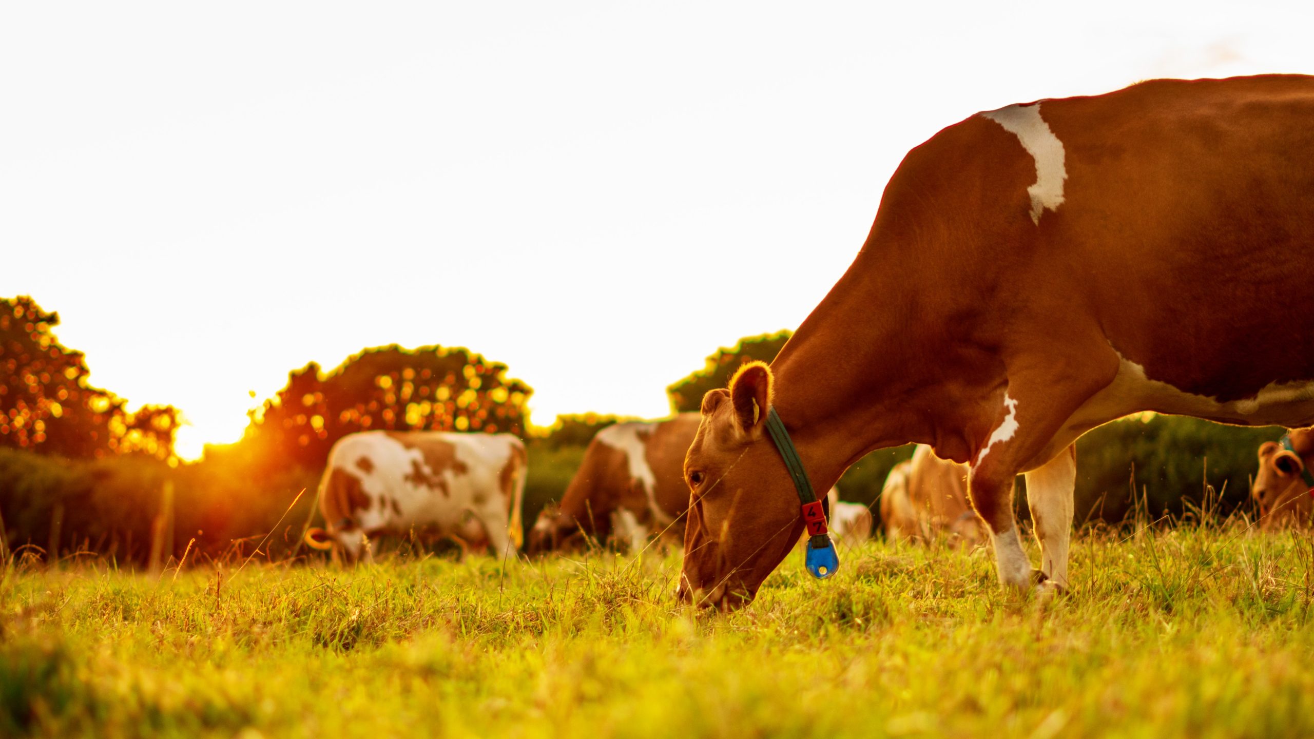 <img src="cows.jpg" alt="cows grazing in a field sunset"/> 