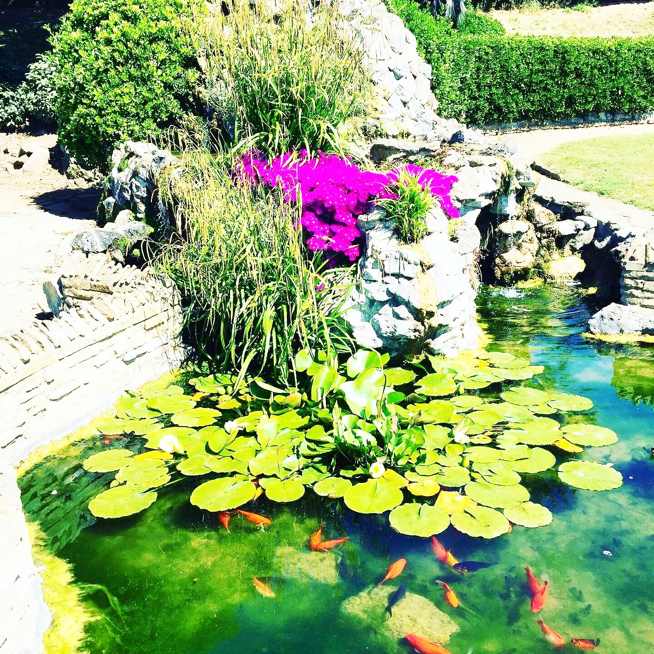 <img src="colourful.jpg" alt="colourful fish pond at felixstowe"/> 