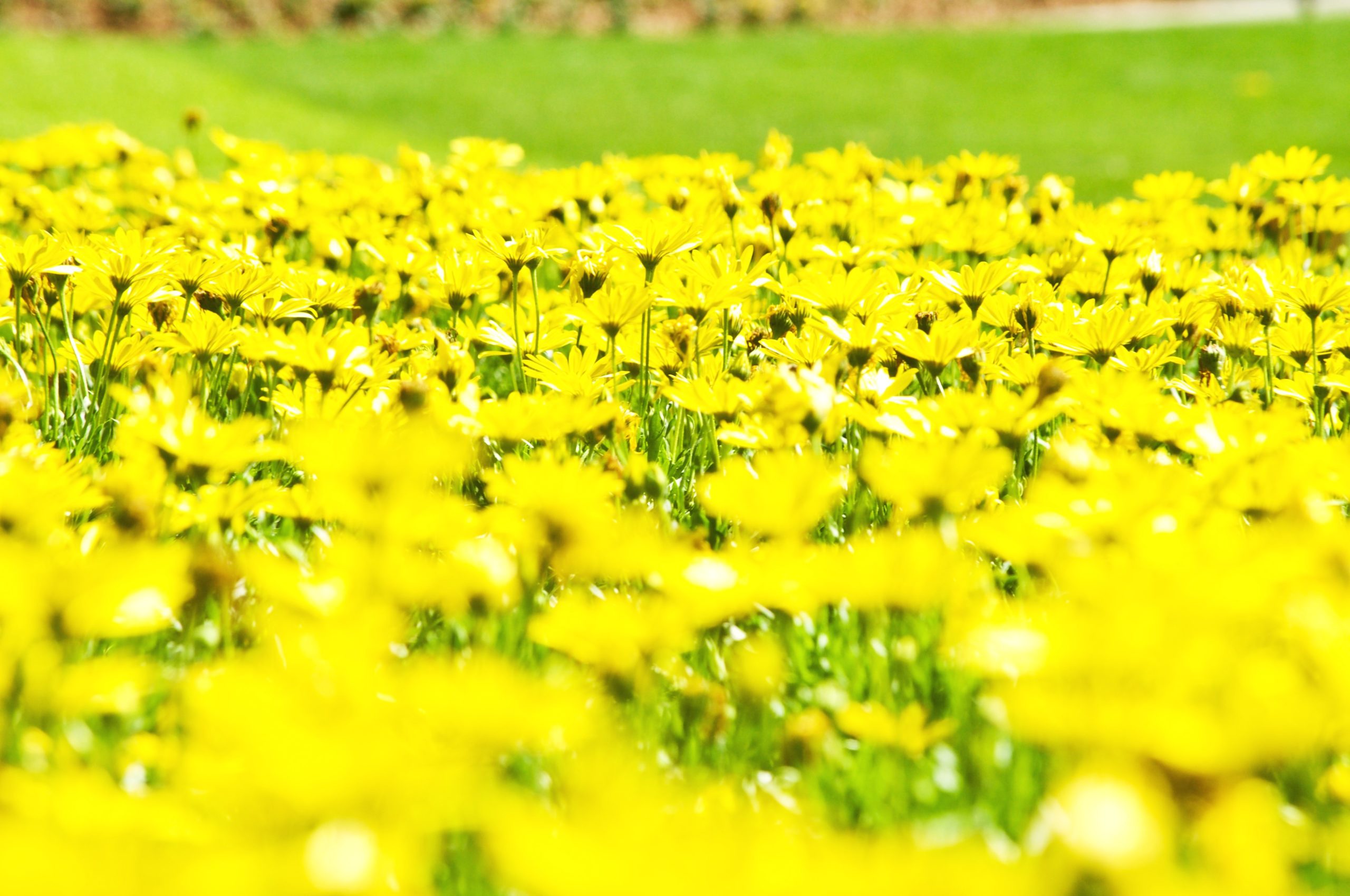 <img src="garden.jpg" alt="garden with yellow daises"/> 