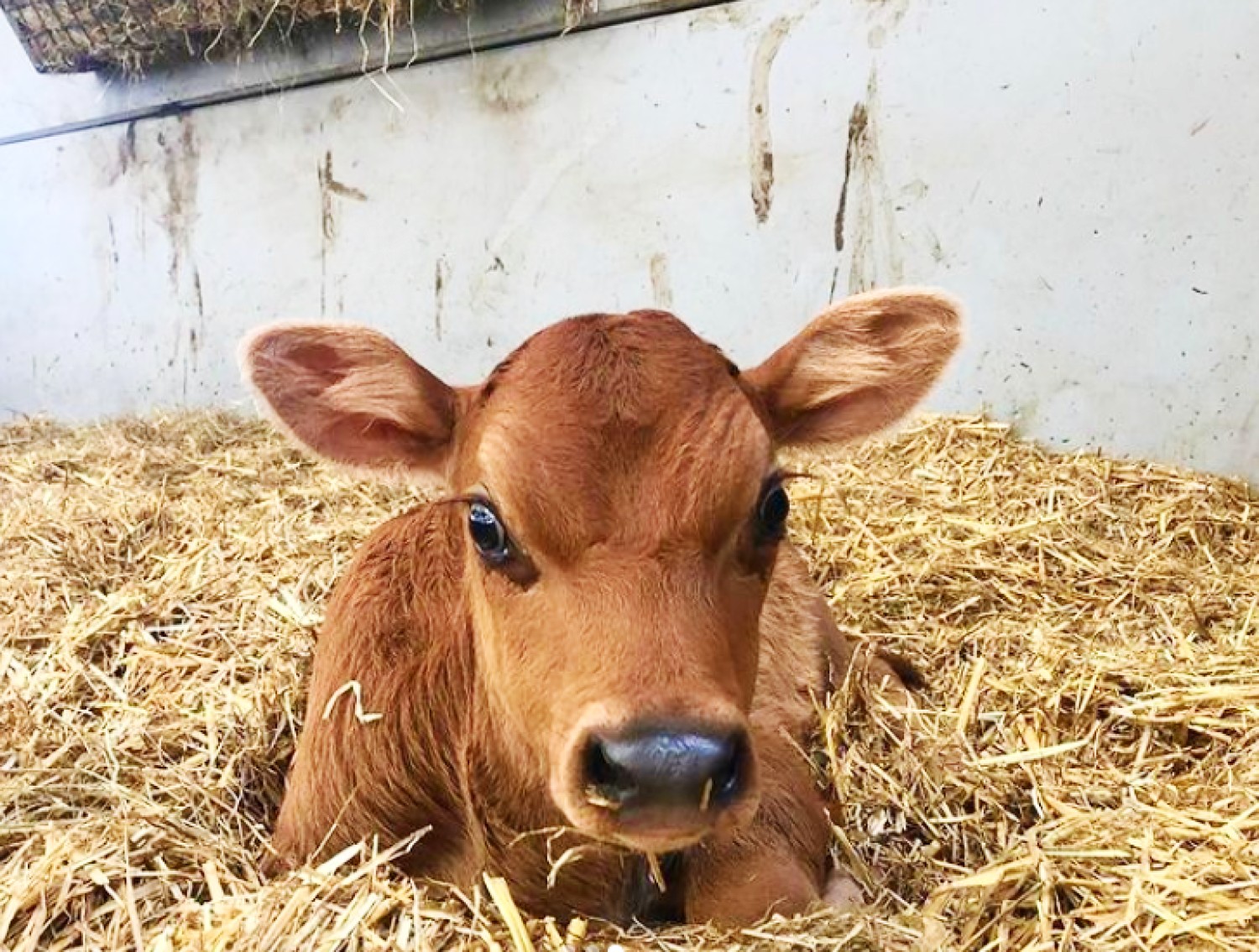 <img src="baby.jpg" alt="baby calf at national forest adventure farm"/> 