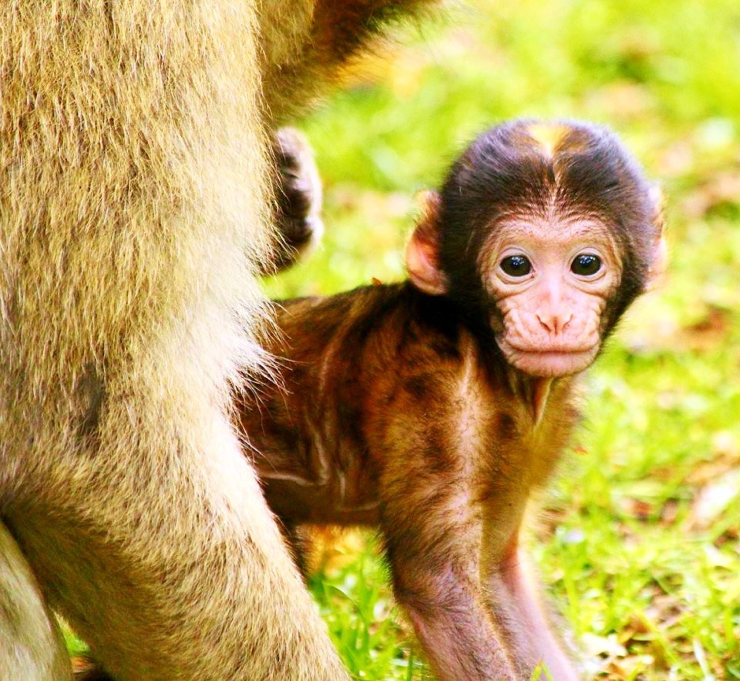 <img src="baby.jpg" alt="baby monkey at trentham staffordshire"/> 