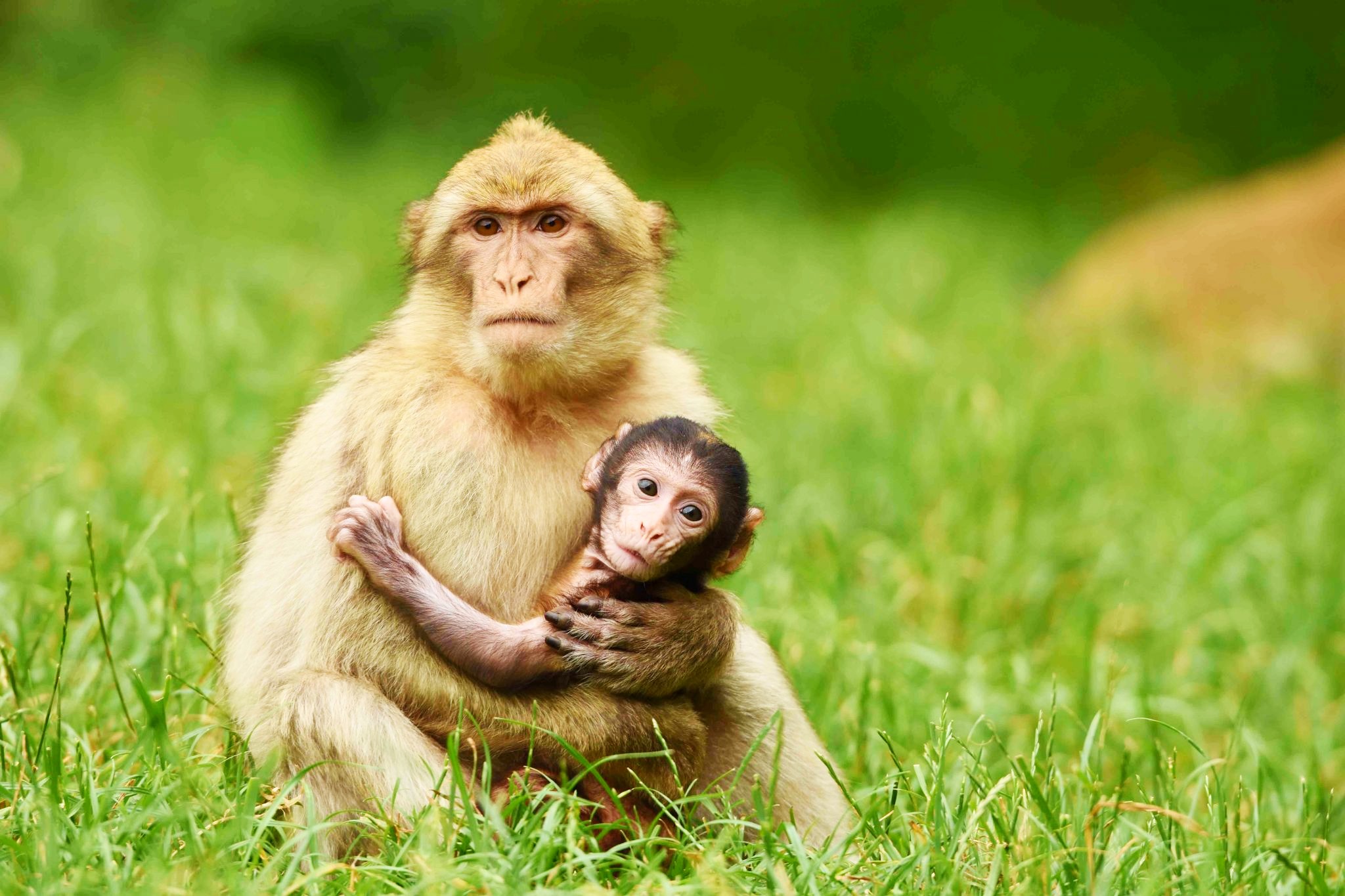 <img src="barbary.jpg" alt="barbary macaques at monkey forest"/> 