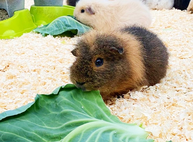 <img src="guinea.jpg" alt="guinea pigs at the farm staffordshire"/> 