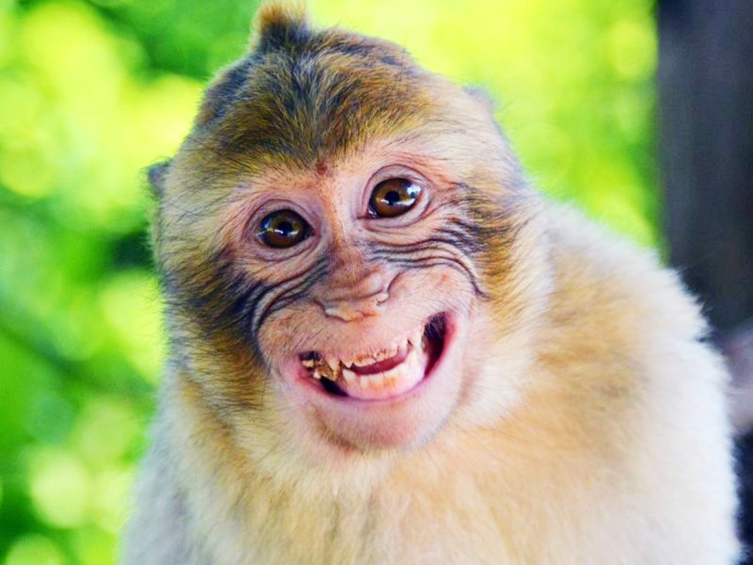 <img src="monkey.jpg" alt="monkey smiling at trentham forest"/> 