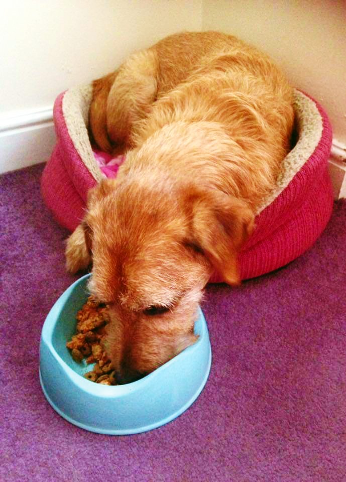 <img src="rescue.jpg" alt="rescue dog eating dinner in bowl"/> 