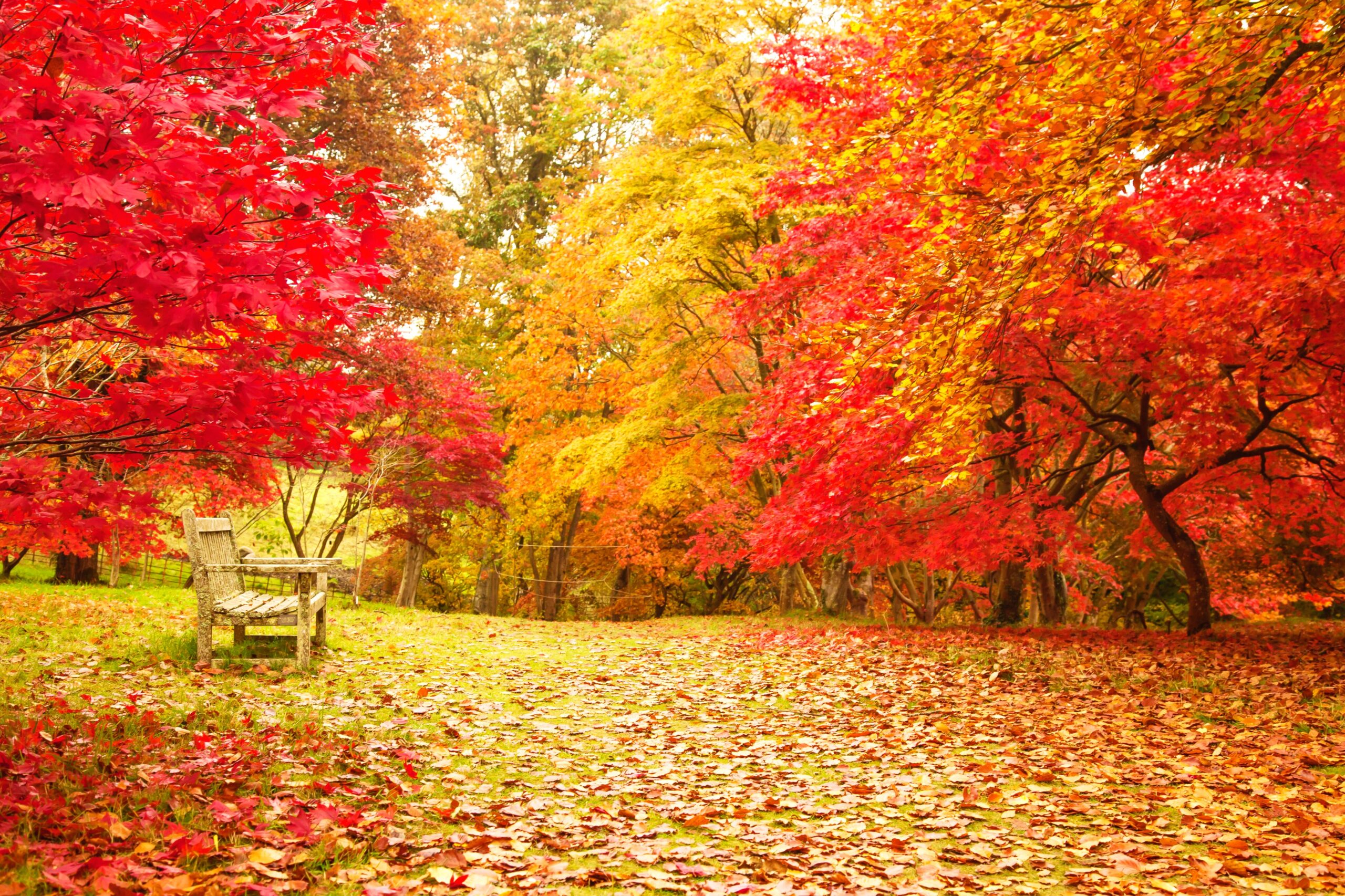 <img src="autumn.jpg" alt="autumn views in England UK"/>