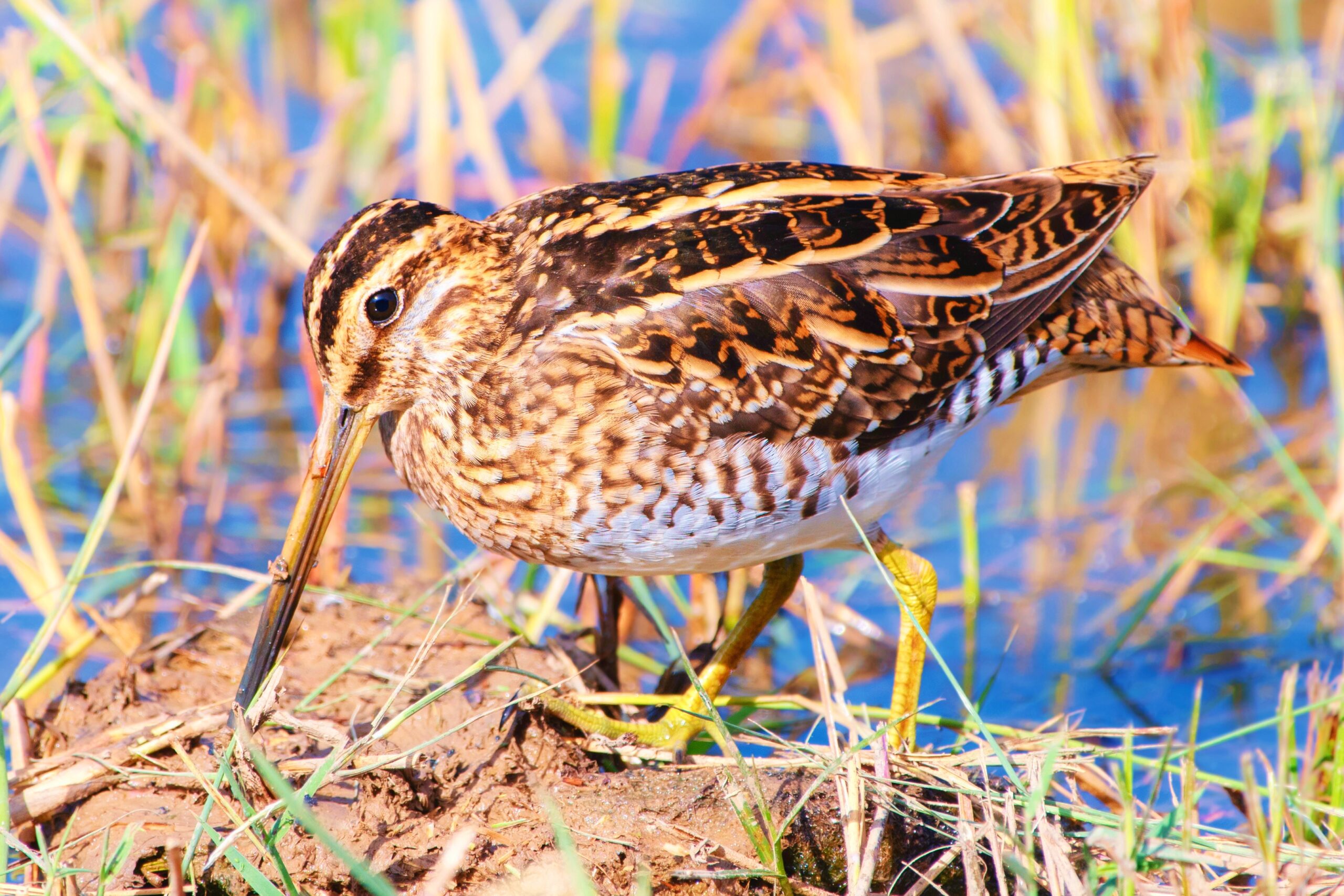<img src="common.jpg" alt="common snipe bird at cley marshes"/>
