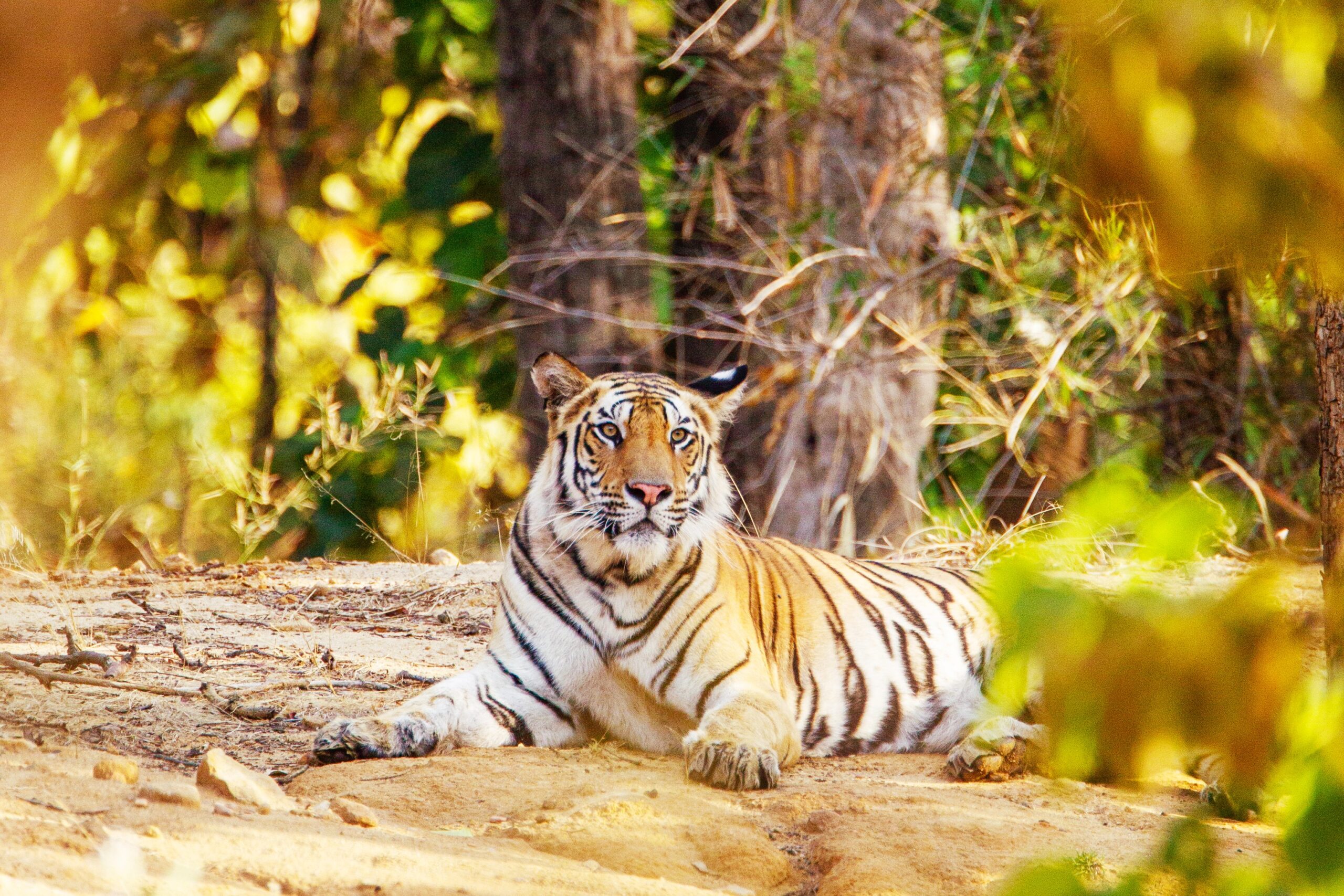 <img src="bengal tiger.jpg" alt="bengal tiger at Rathambore National Park"/>