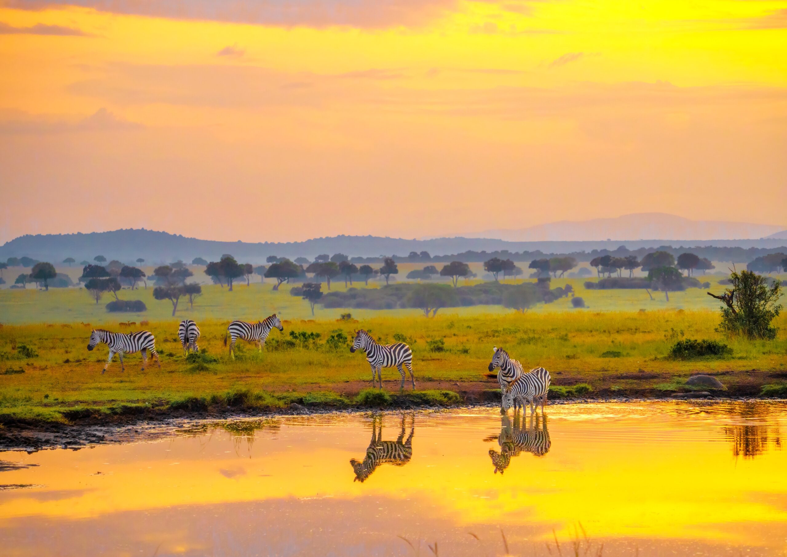 <img src="zebras.jpg" alt="zebras at masai mara national park"/>