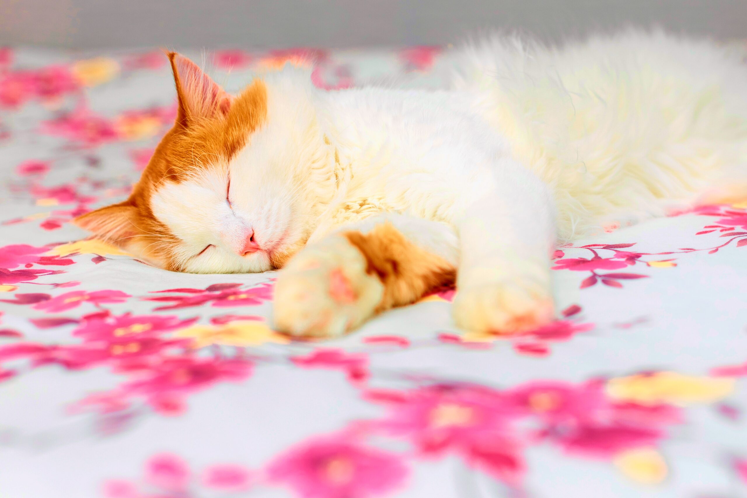 <img src="ginger.jpg" alt="ginger and white cat sleeping on bed"/>