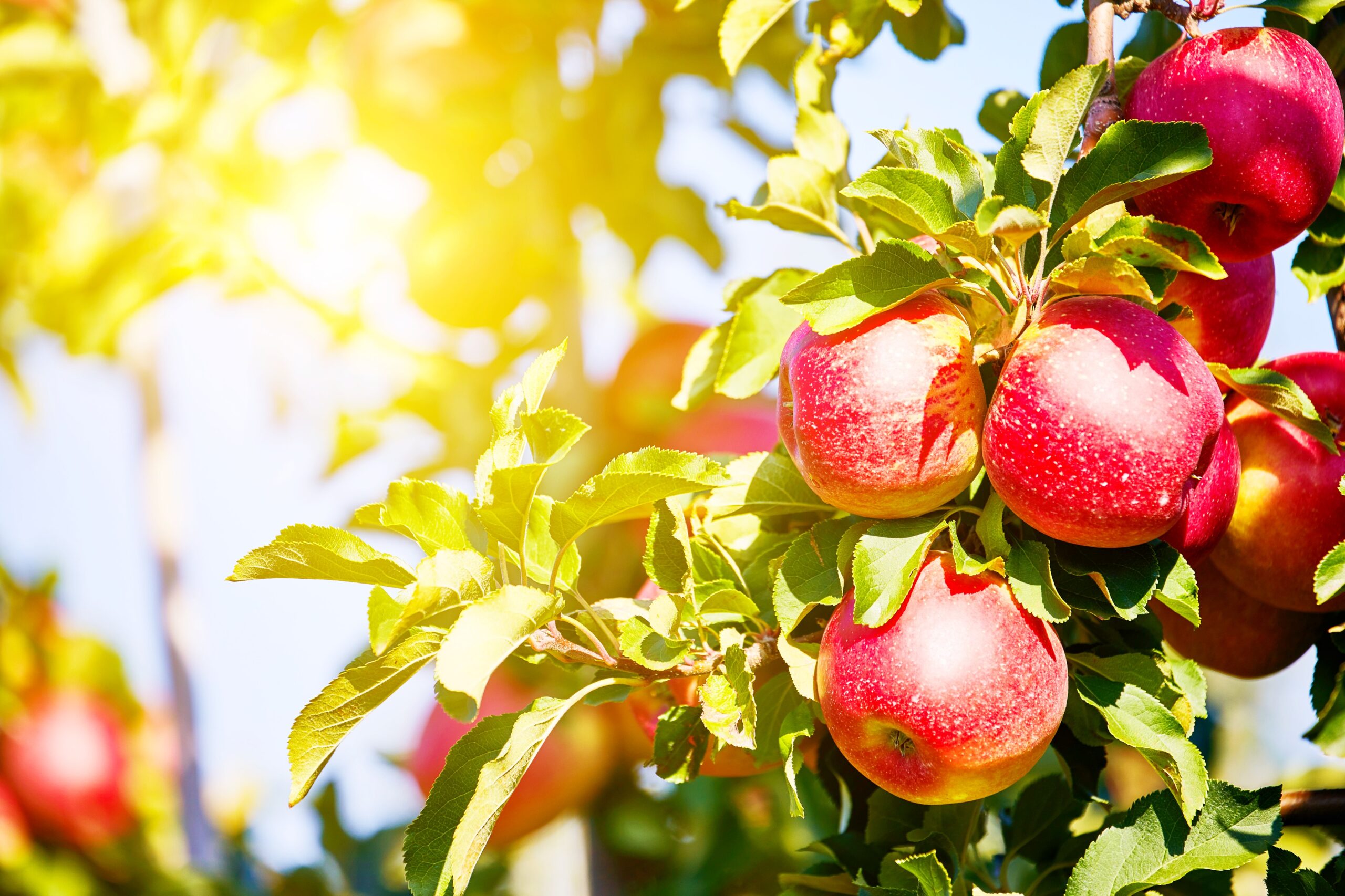 <img src="apple.jpg" alt="apple picking autumn date ideas canada"/>