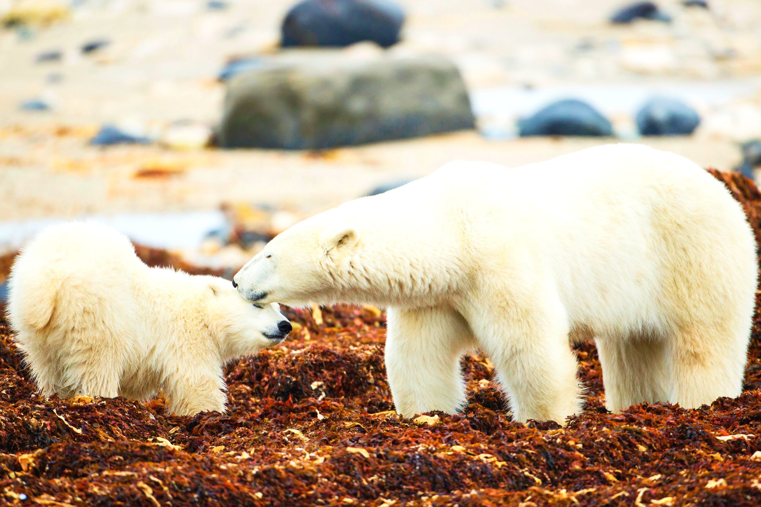 <img src="polar.jpg" alt="polar bears hudson bay tundras"/>