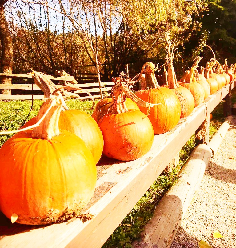 <img src="pumpkin.jpg" alt="pumpkin patch southlands heritage farm"/>