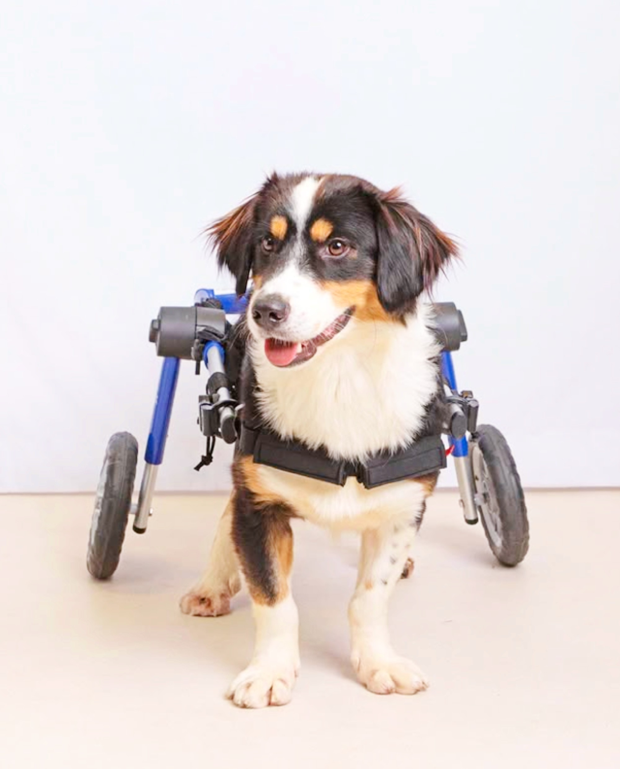 <img src="dog.jpg" alt="dog with wheelchair miracles mission"/>